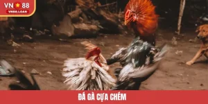 Đá Gà Cựa Chém – Sảnh Cược Bùng Nổ Cảm Xúc Tại VN88