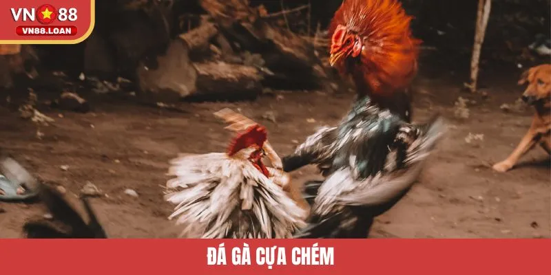 Đá Gà Cựa Chém – Sảnh Cược Bùng Nổ Cảm Xúc Tại VN88