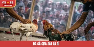 Đá Gà Cựa Sắt Là Gì? Trải Nghiệm Hấp Dẫn Cho Hội Viên VN88
