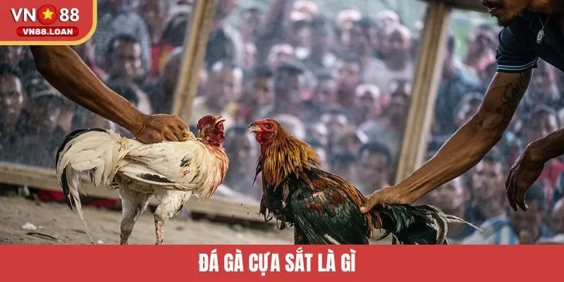 Đá Gà Cựa Sắt Là Gì? Trải Nghiệm Hấp Dẫn Cho Hội Viên VN88