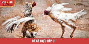 Đá Gà Trực Tiếp C1 VN88 – Sân Chơi Cho Tín Đồ Đam Mê Cá Cược