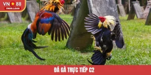 Đá Gà Trực Tiếp C2 – Điểm Hẹn Giải Trí Đỉnh Cao Tại VN88
