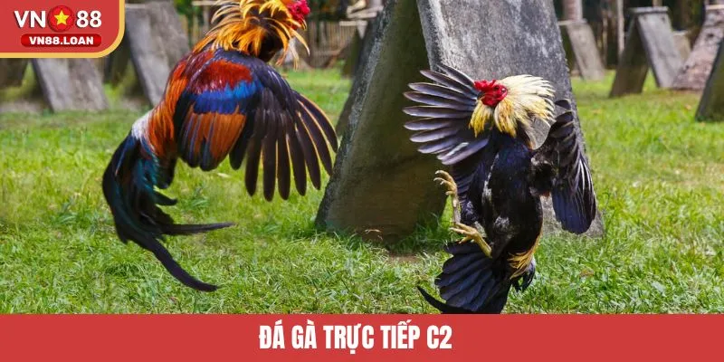 Đá Gà Trực Tiếp C2 – Điểm Hẹn Giải Trí Đỉnh Cao Tại VN88